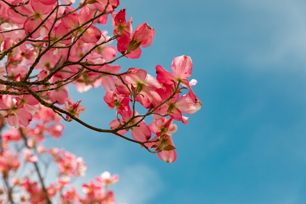 blossom, pink, garden-4151081.jpg